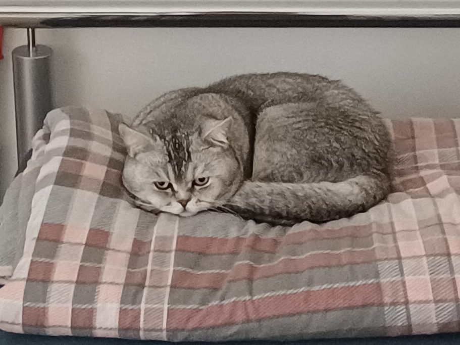 Simba ♂